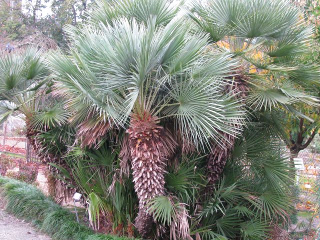 chamaerops humilis