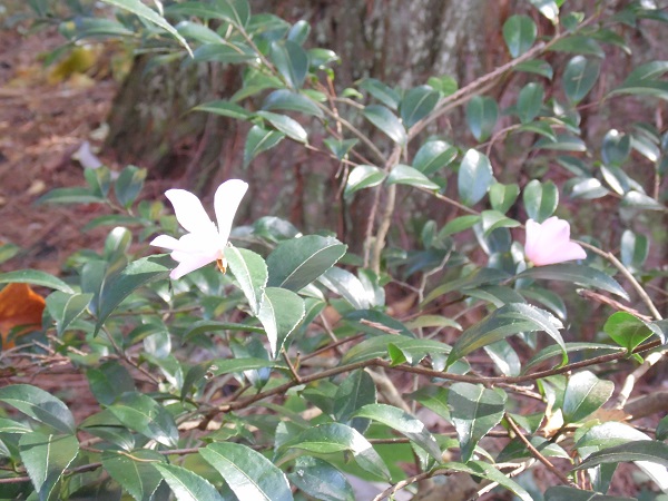 Camellia sasanqua &quot;Miden's blush&quot;,les fleurs ont bien résisté aux -5 nocturnes.....