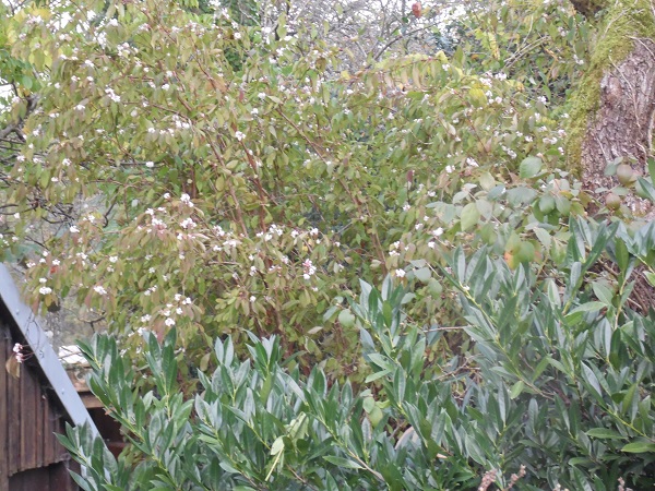 Viburnum fragrans:cette année elle fleurit dans le feuillage ce qui est rarissime.....Elle fleurit dès qu'il fait doux jusqu'en Avril