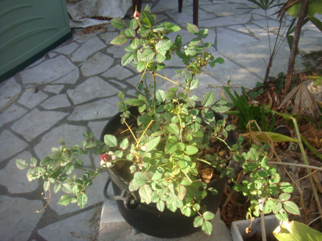 DSC05744.JPG