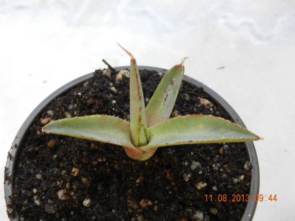 DSCN4295 (600 x 450).jpg