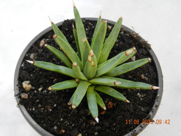 DSCN4293 (600 x 450).jpg