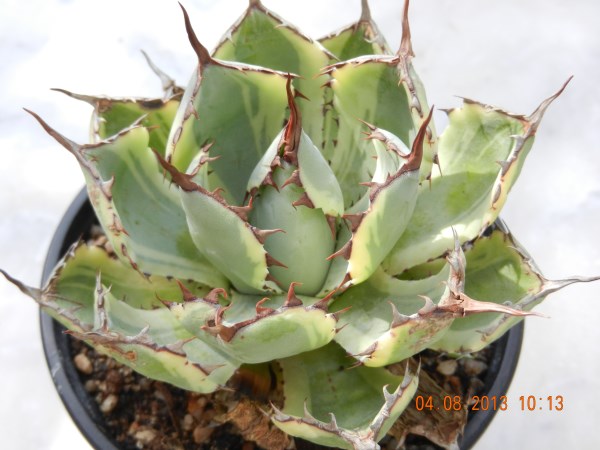 DSCN4152 (600 x 450).jpg