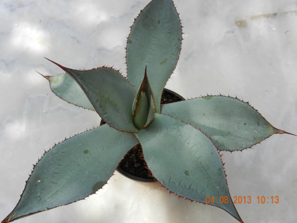 DSCN4153 (600 x 450).jpg