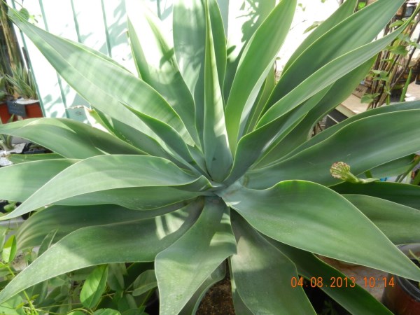 DSCN4155 (1320 x 990) (600 x 450).jpg