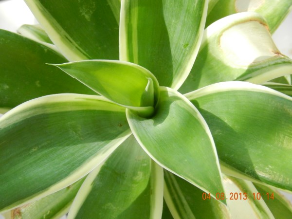 DSCN4158 (600 x 450).jpg