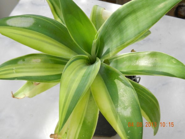 DSCN4160 (600 x 450).jpg