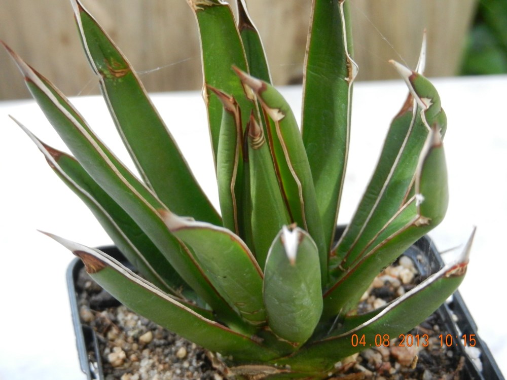 DSCN4163 (2000 x 1500) (1000 x 750).jpg