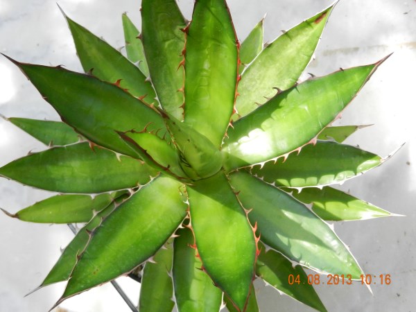 DSCN4166 (600 x 450).jpg