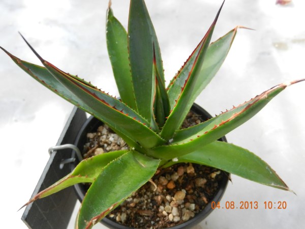 DSCN4175 (600 x 450).jpg