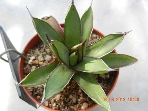 DSCN4176 (600 x 450).jpg