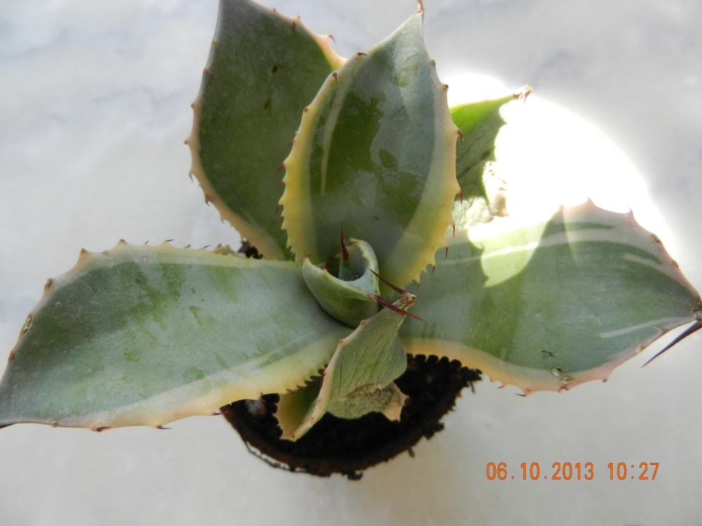 DSCN4411 (2000 x 1500) (1000 x 750).jpg