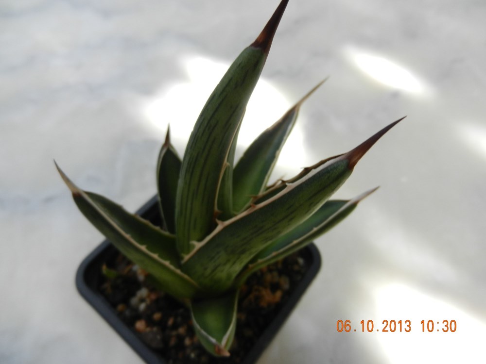 DSCN4415 (2000 x 1500) (1000 x 750).jpg