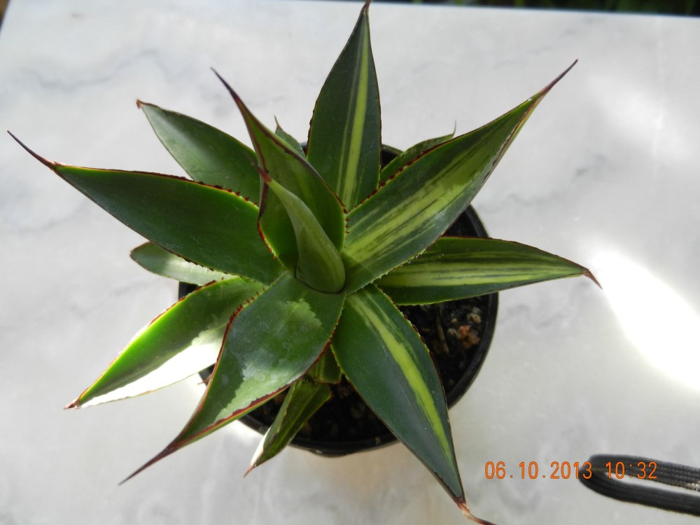 DSCN4418 (2000 x 1500) (1000 x 750).jpg