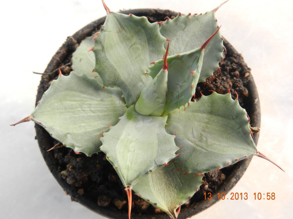 DSCN4421 (2000 x 1500) (1000 x 750).jpg