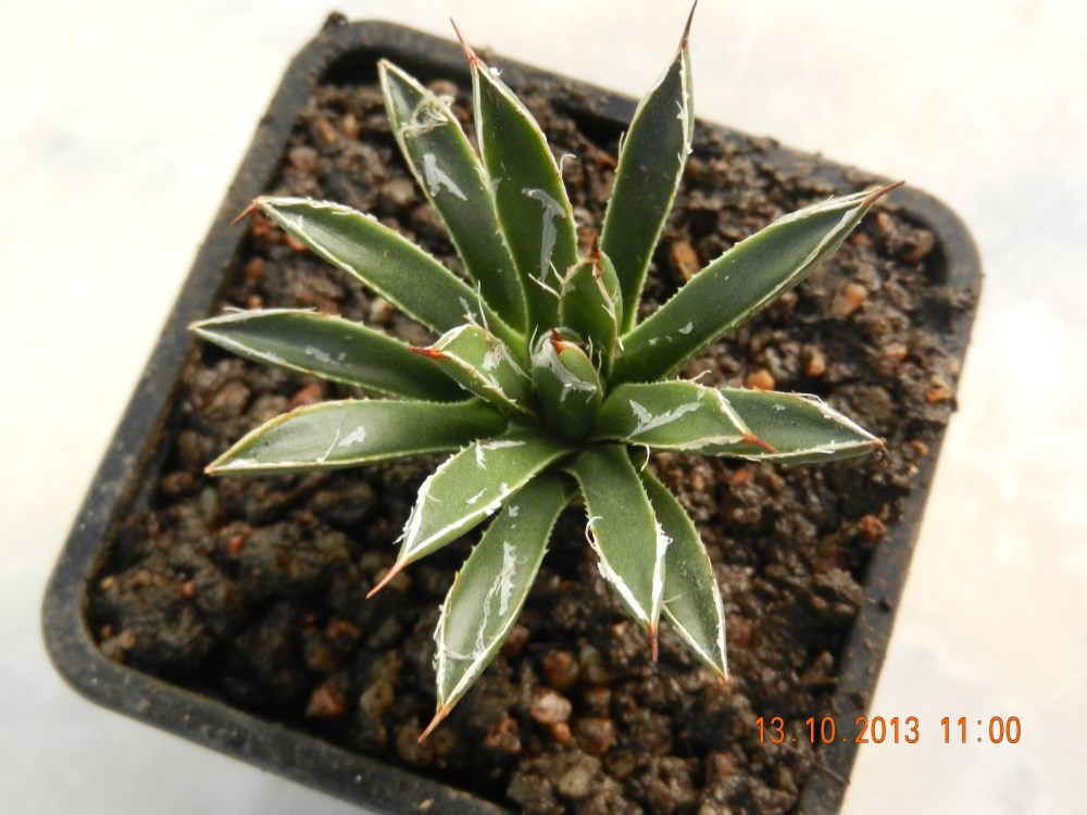 DSCN4423 (2000 x 1500) (1000 x 750).jpg