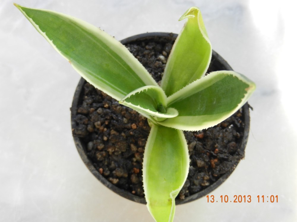 DSCN4426 (2000 x 1500) (1000 x 750).jpg