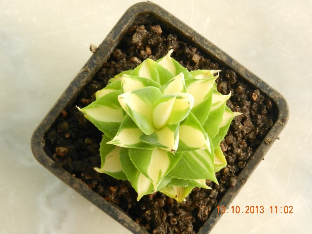 DSCN4431 (2000 x 1500) (1000 x 750).jpg