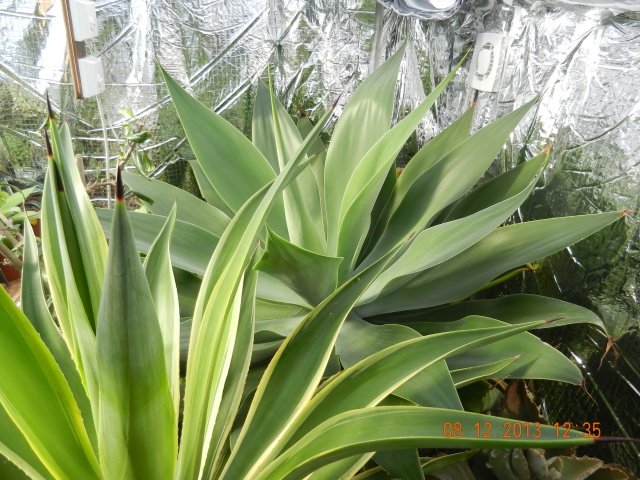 BurnRecovery Help 2.jpg