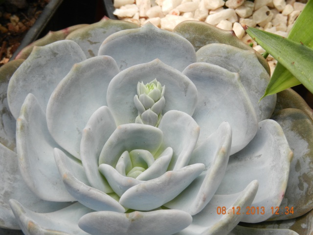 BurnRecovery Help a.jpg