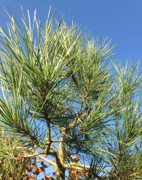 Pinus Pinea