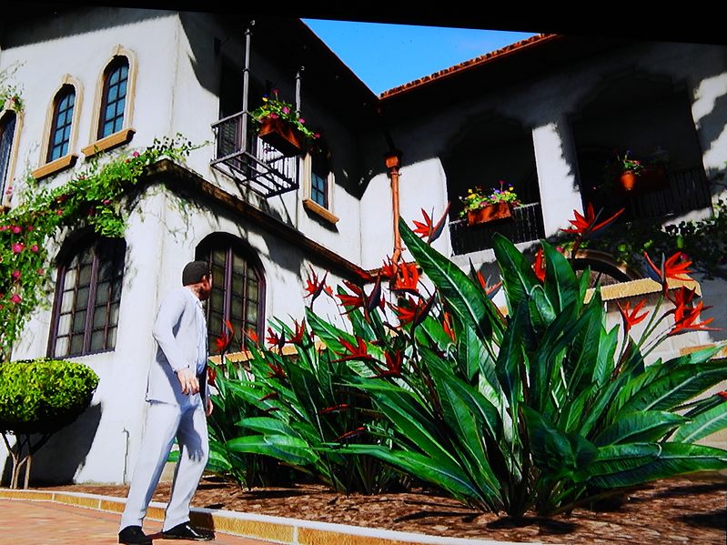 strelitzia reginae.JPG