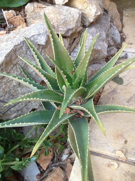 A x delaetii.jpg