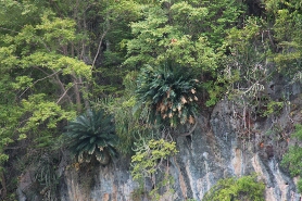 IMG_2075 beaux Cycas rumphi.jpg