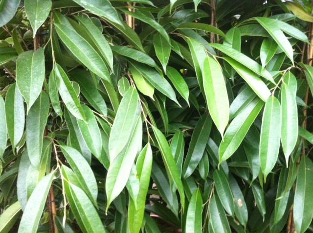 Ficus sp.JPG