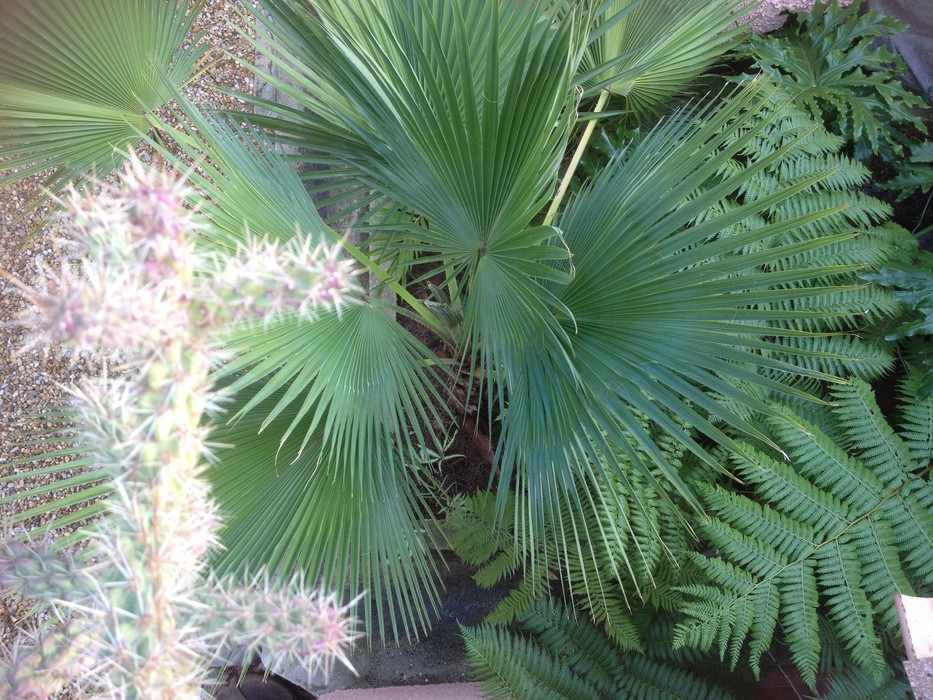 B edulis.jpg