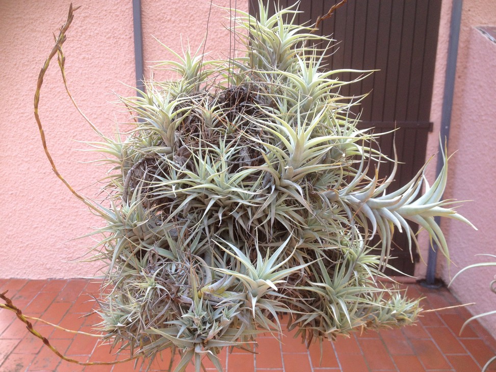 T albida.jpg