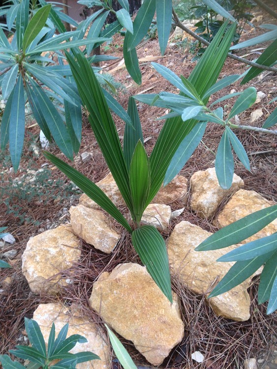P cocoides 1.jpg