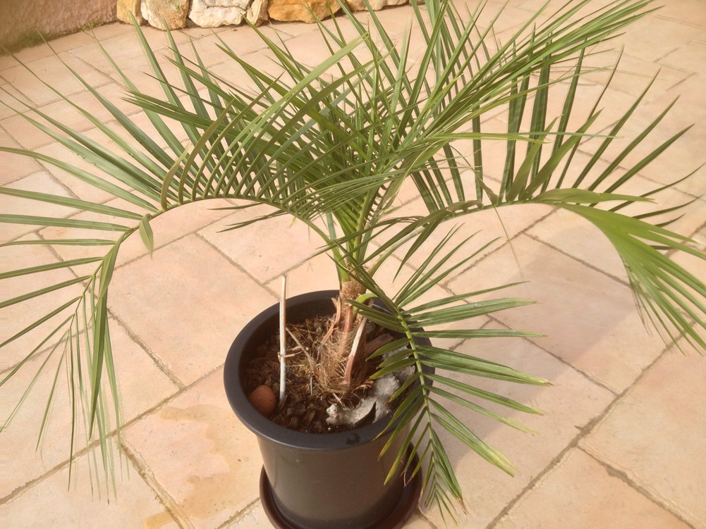 Butia X Para.jpg