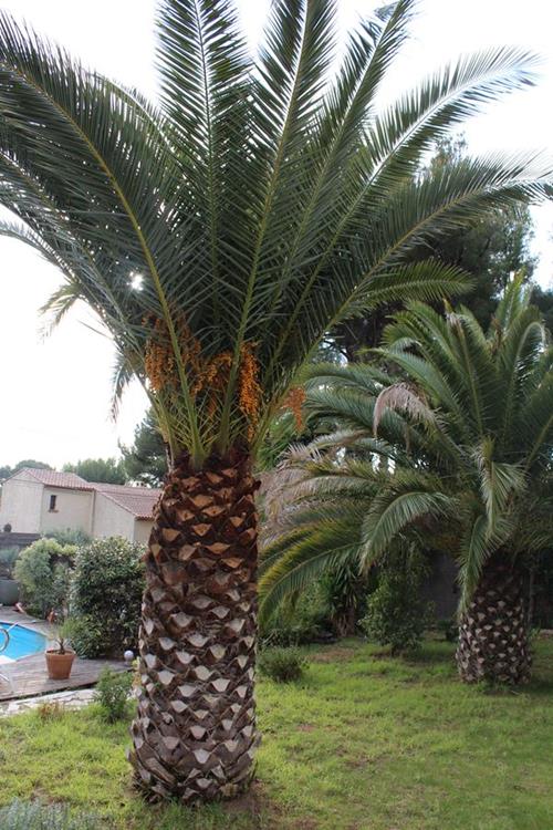 Phoenix Canariensis