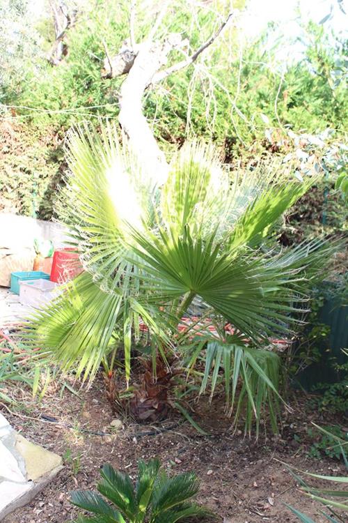 Washingtonia Robusta