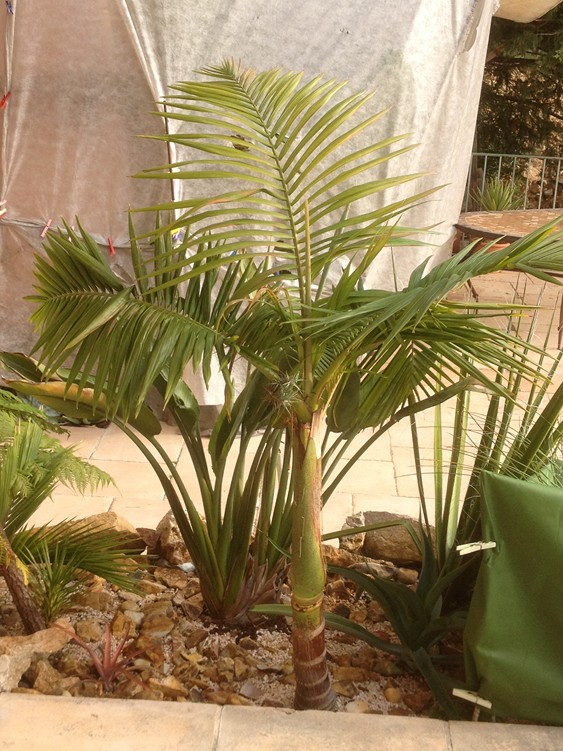 A illawara 1.jpg