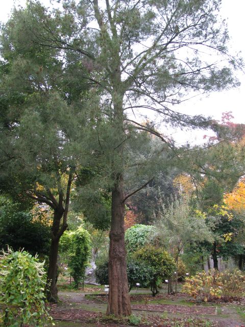 Une autre touche d'exotisme : casuarina torulosa