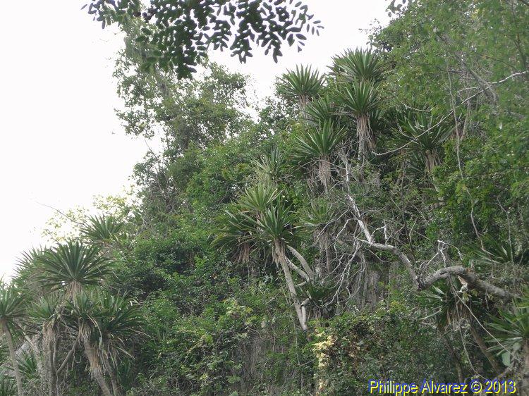 dracaena-04.jpg