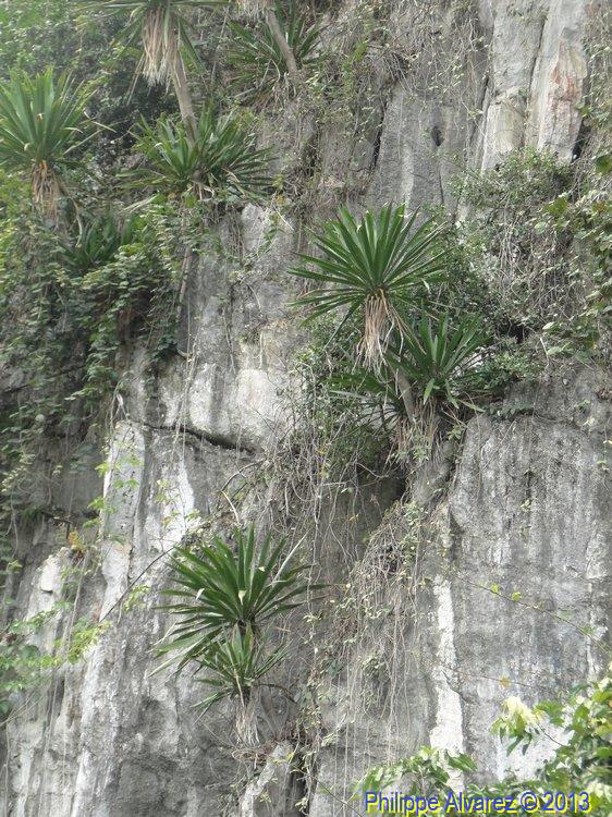 dracaena-05.jpg