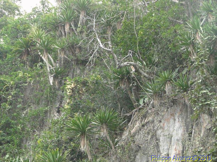 dracaena-07.jpg