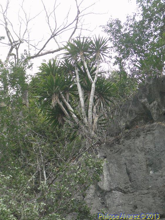dracaena-12.jpg