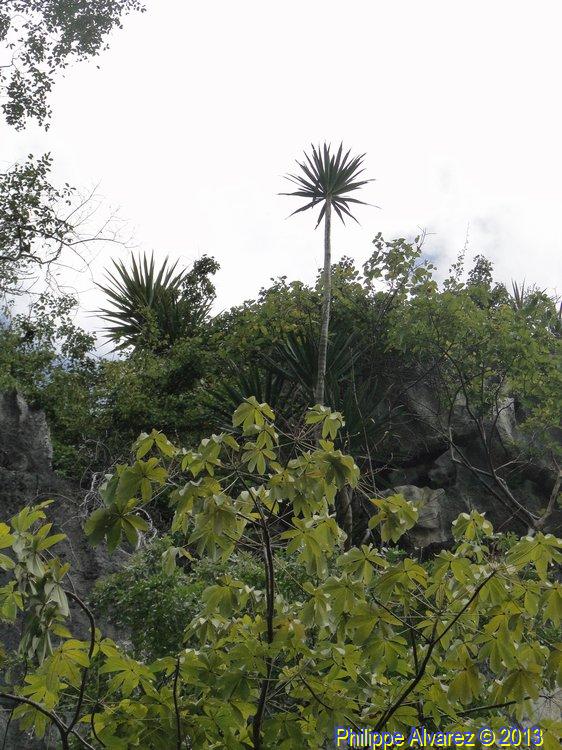 dracaena-13.jpg