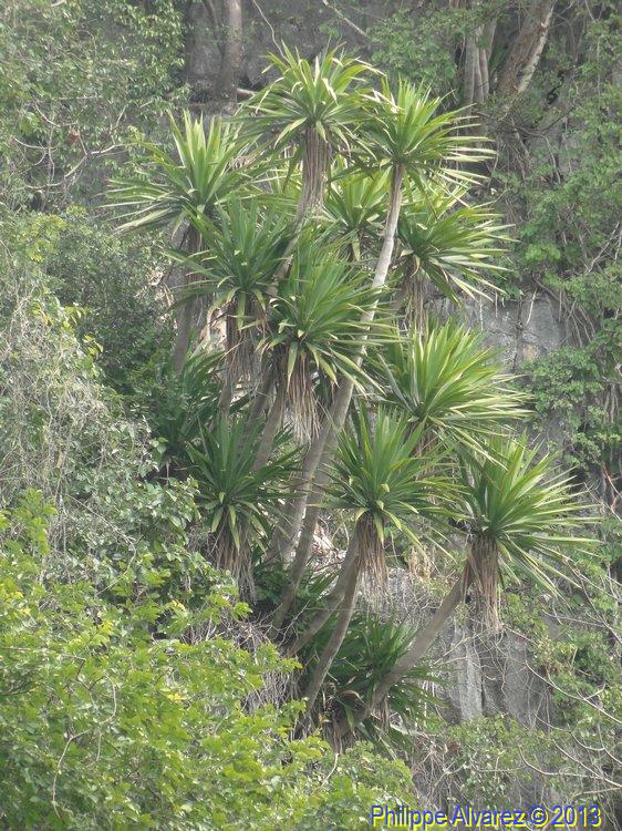 dracaena-14.jpg
