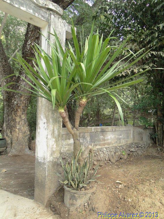 dracaena-16.jpg