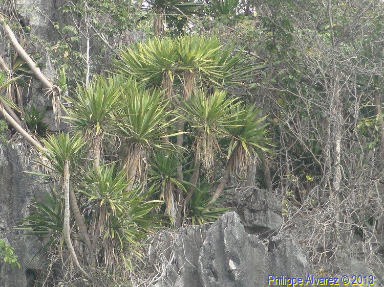 dracaena-18.jpg