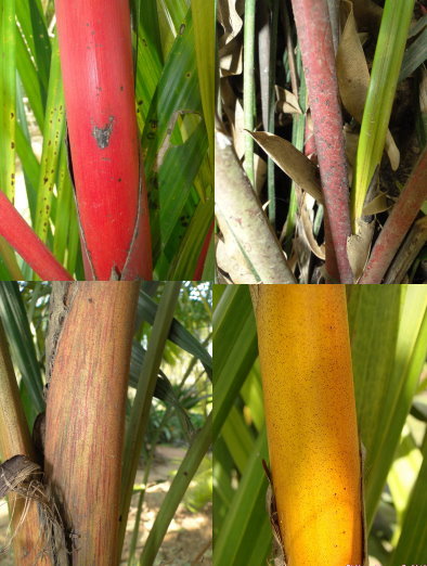 cyrto-couleur.jpg