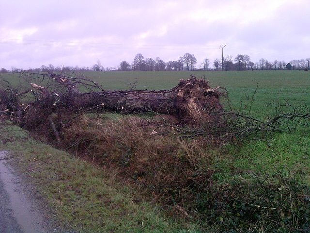 en passent les degâts de la tempête devant chez nous ! le pauvre chêne presque centenaire!