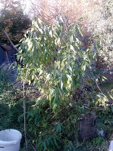 mon Pêcher qui à pousser naturellement à garder ces feuilles bien verte jusqu'à cette tempête qui la déplumer^^