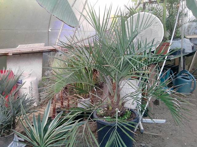 mon Butia capitata qui a bien grandit depuis qu'il est dans le tunnel. :D