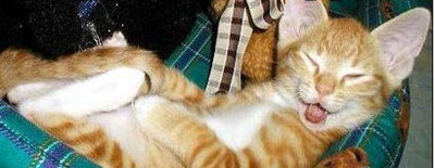 510250_gueule-de-bois-chat-ivre.jpg